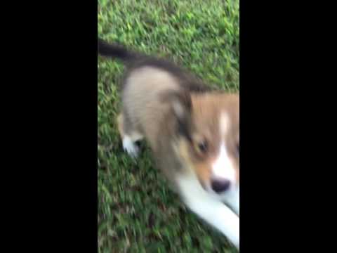 AKC sable Shetland sheepdog puppy