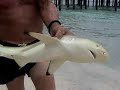 Hand Caught Shark Kuramathi