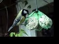 Great Tit (Parus Major) Feeding