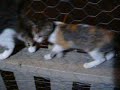 south Kitten