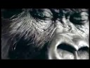 Cadbury Gorilla: Eclipse of the Heart Remix