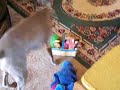 The Easter Beagle visits Raven and Hunter The Easter Beagle visits Raven and Hunter