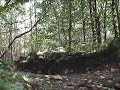Lennox forest/ Cambusbarron