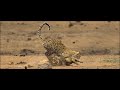 Leopardo cazando un Cocodrilo
