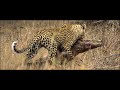 Leopardo cazando un Cocodrilo