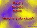 Amoeba Feeds!