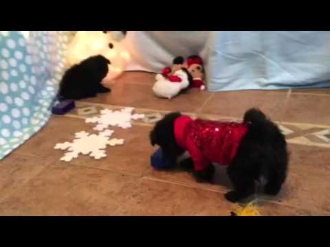 Jag playing with decorations