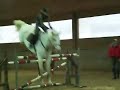 sassy und cosmos 2