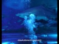 AQWA tank dive - 40th birthday..