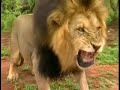 the royal male lion