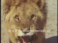 The Royal Male Lion