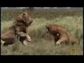 the royal male lion