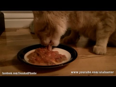how to get an old cat to eat more