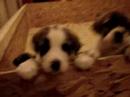 Ovcharkas pups@6weeks