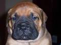 Bullmastiff video