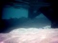 Snorkeling with baby shark (meeru island)