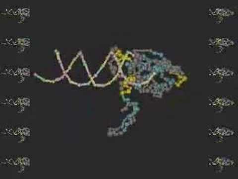 Leucine Zipper: FOS and AP1 Bound to DNA