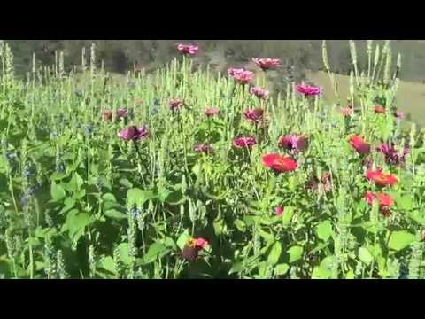 how to harvest chia seeds