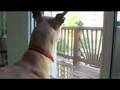 Greyhound