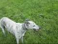 5 Galgos + 1 Ratonero-Podenco Andaluz