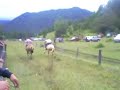carrera a la chilena - curarrehue