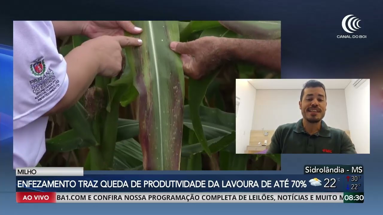 Enfezamento do milho reforça necessidade de manejo integrado para evitar perdas de até 70%