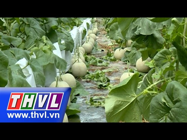 THVL l Khoa học nông nghiệp: Kỹ thuật trồng dưa lê, dưa lưới trong nhà lưới
