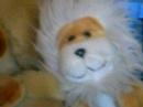 teddyz