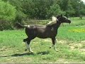 Black Paint Arabian Weanling Filly - Kachina Sky Bars CTA