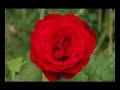 A beleza das rosas