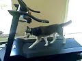 Siberian Husky on Treadmill Siberian Husky on Treadmill
