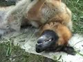 German shepherd Puppies from Irinhof kennel Moscow