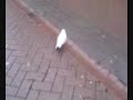 Seagul! Seagul!