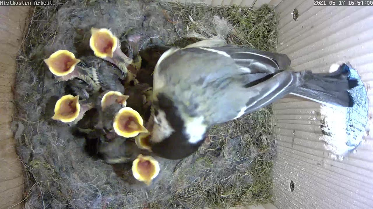Das Geschrei von 8 bettelnden Küken wird immer lauter! | Tag 10 | 17.05.2021