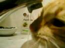 Un gato k le uta el awa :S