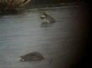 GREEN WINGED TEAL AT MARSHSIDE GREEN WINGED TEAL AT MARSHSIDE
