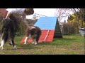 What to do when you're to old for agility