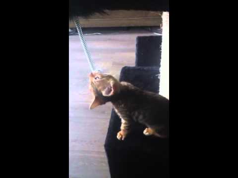 bengaalse tijgerkat - 