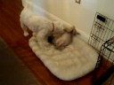 9/20/2008  Bella Visits Jack & Charlie !  3196