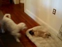 9/20/2008  Bella Visits Jack & Charlie !  3196