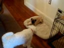 9/20/2008  Bella Visits Jack & Charlie !  3196