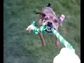 Mr Mgee , my dog budy jack russel staff lol, first time flyi