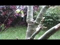 robocat