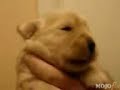 Cute Doggie Whistle - Very Very Cute