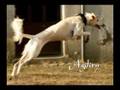 Saluki Litter E at Ruah Midbar Kennel