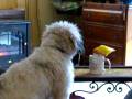 videos de Cooper And Benji