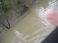 Gator gar on a lure