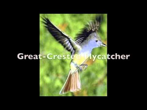 Bird Call Video