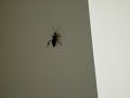 I had been out All Day, running errands and just doing what Chi-City does. i walked into my place, and I saw the biggest Damn INSECT I have ever seen in my LIFE. It Scared the hell out of me at first. And Im always real with yall, so dont act like you aint scared of bugs too. But it was cool, I just ended up whooping his ass...with one of my Crutches...lol More videos to come......Chi-City MAYNE!!!!...lol Click the LINK BELOW to Buy Mr. Chi-City T-Shirts........ www.cafepress.com