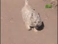 Breed All About It - Cairn Terrier Breed All About It - Cairn Terrier